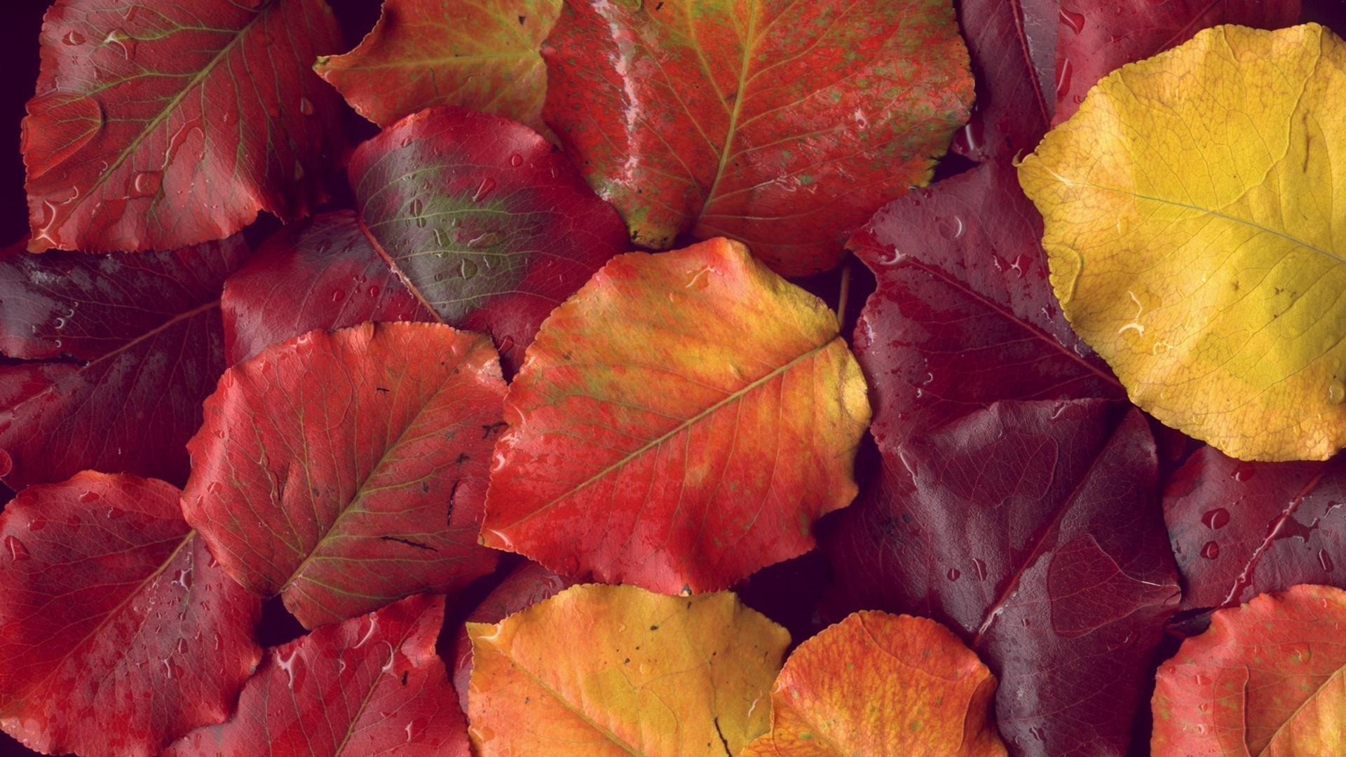 текстуры лист осень природа рабочего стола цвет флора еда кленовый яркий сезон