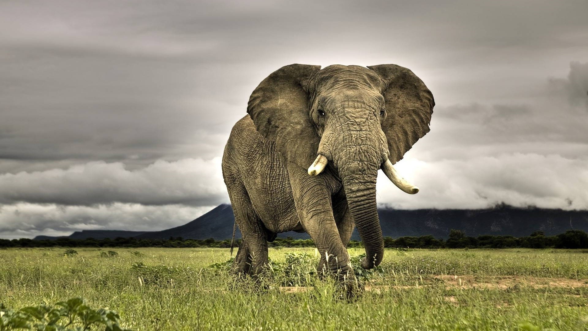 elephants elephant wildlife mammal grass animal nature wild safari grassland african elephant