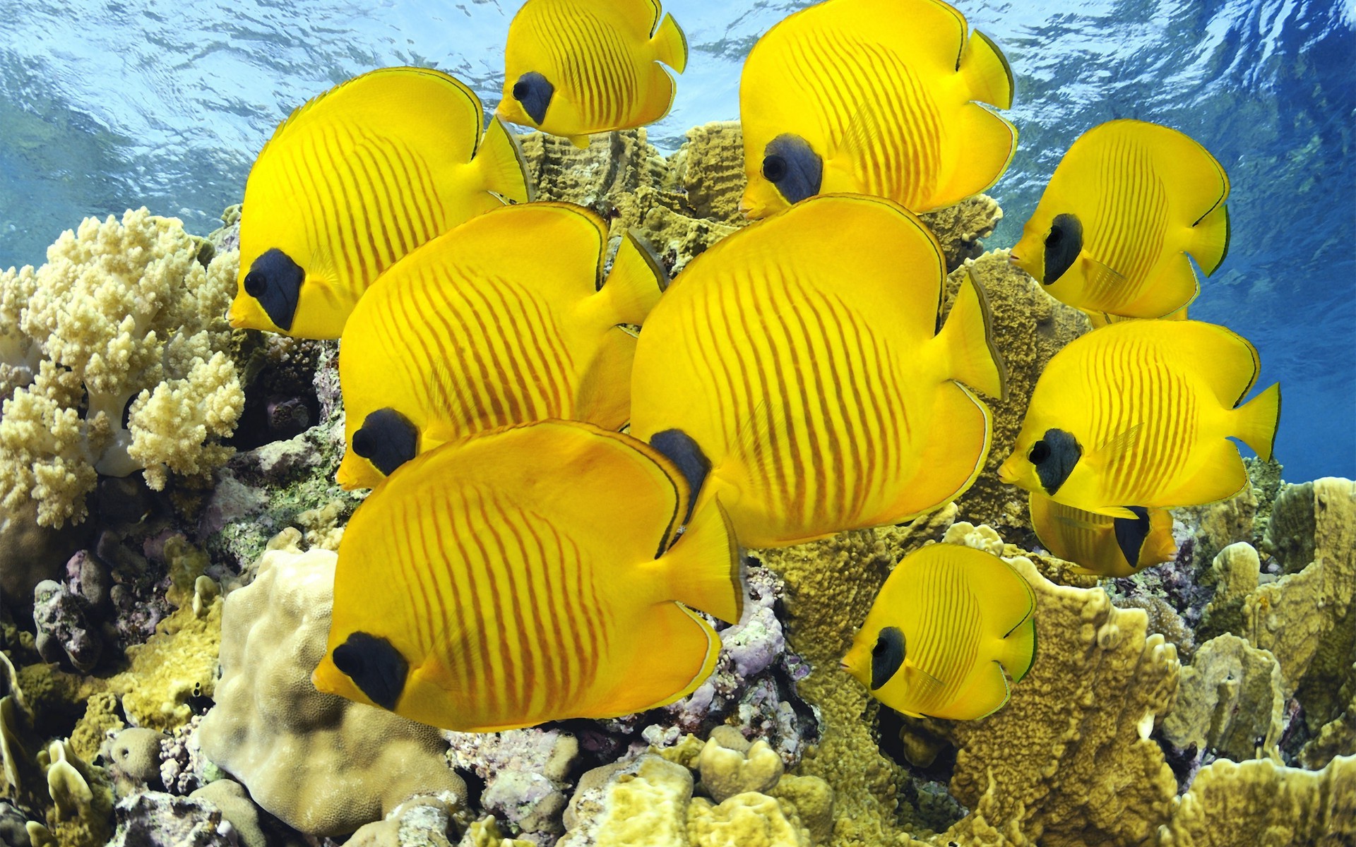 tiere unterwasser wasser ozean tropisch natur fische meer korallen farbe reisen riff desktop gutes wetter im freien