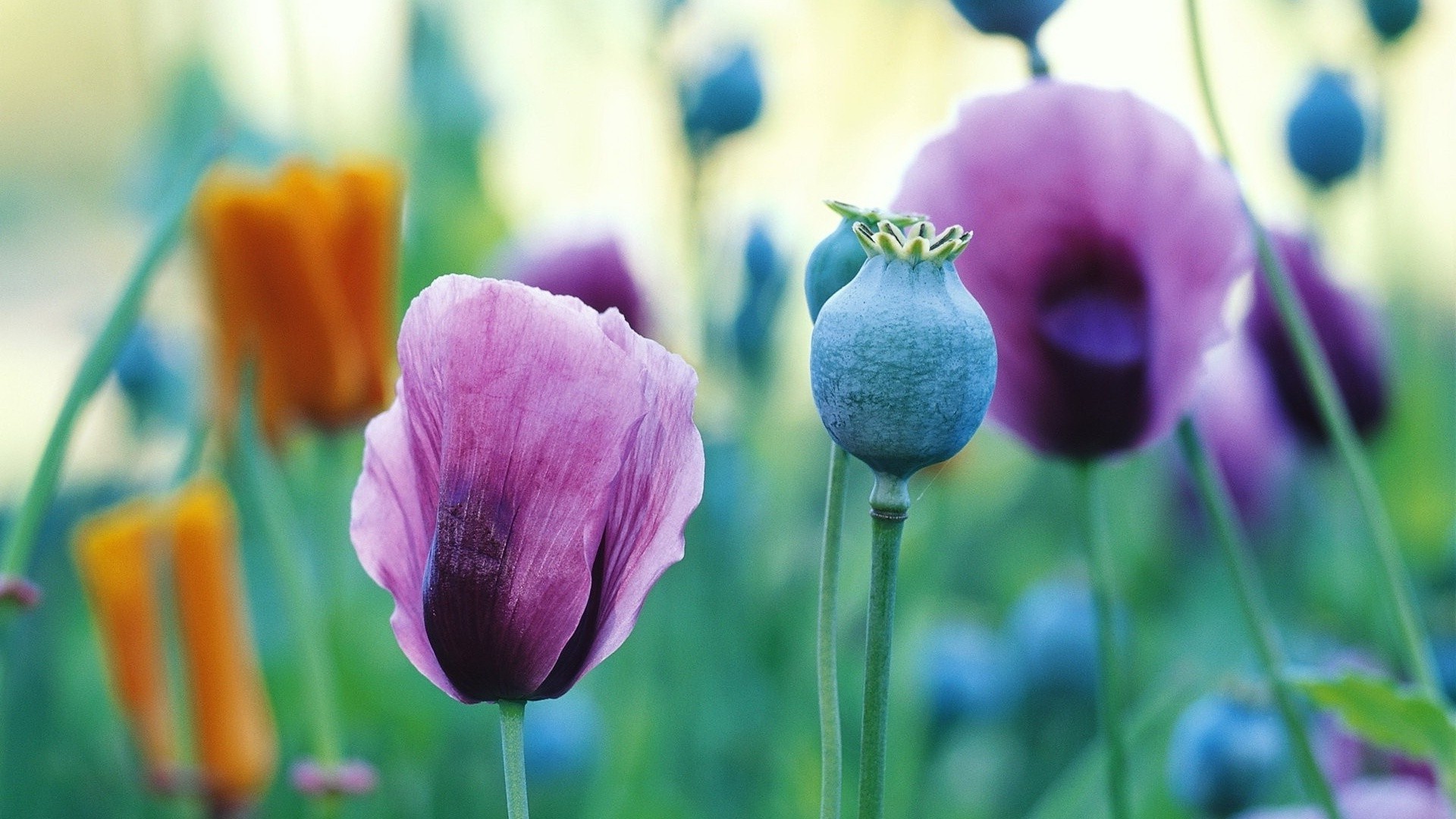 blumen natur blume sommer flora blatt hell garten feld tulpe wachstum farbe im freien gras blumen gutes wetter