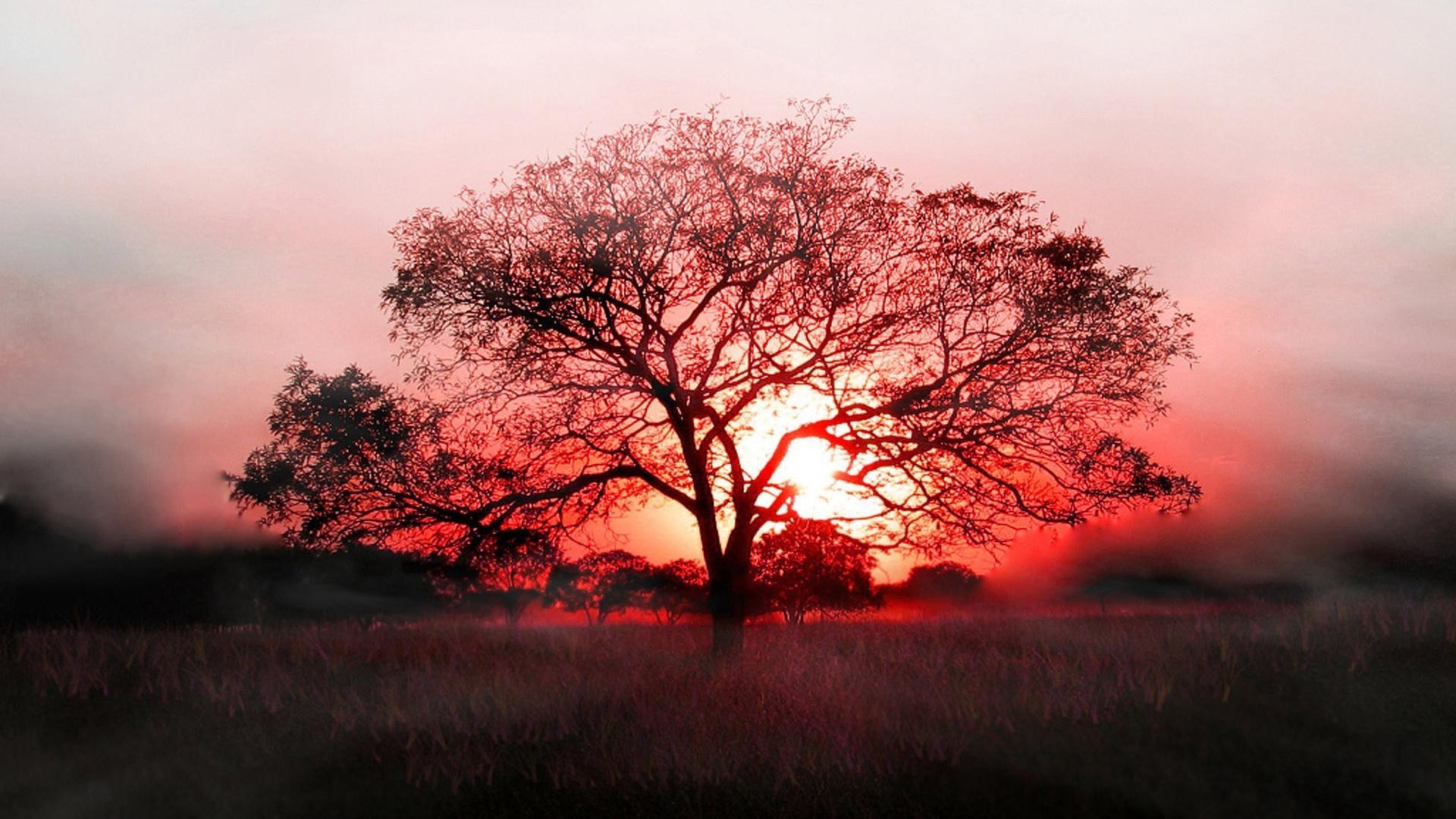 puesta de sol y amanecer amanecer paisaje árbol niebla puesta de sol sol iluminado naturaleza otoño niebla cielo parque noche