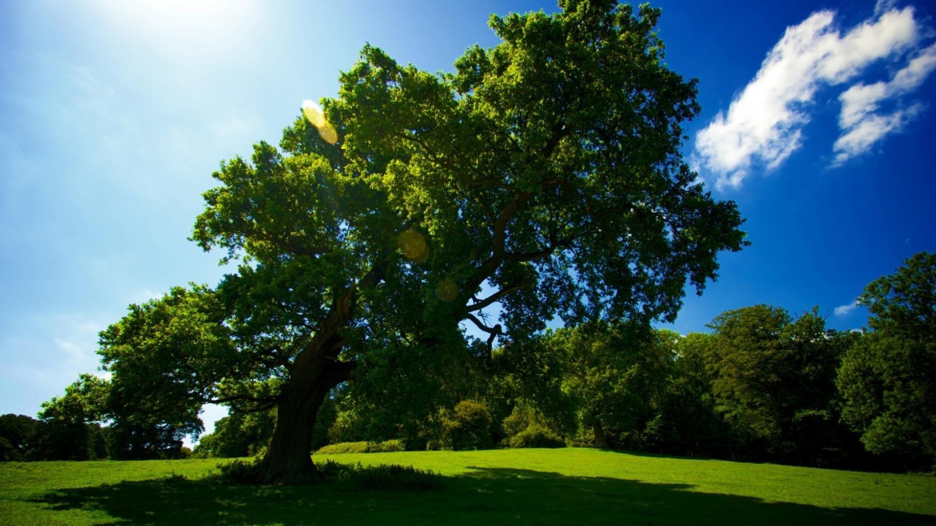 bäume baum landschaft natur im freien gras sommer blatt tageslicht gutes wetter park landschaftlich holz umwelt landschaft üppig des ländlichen himmel idylle sonne