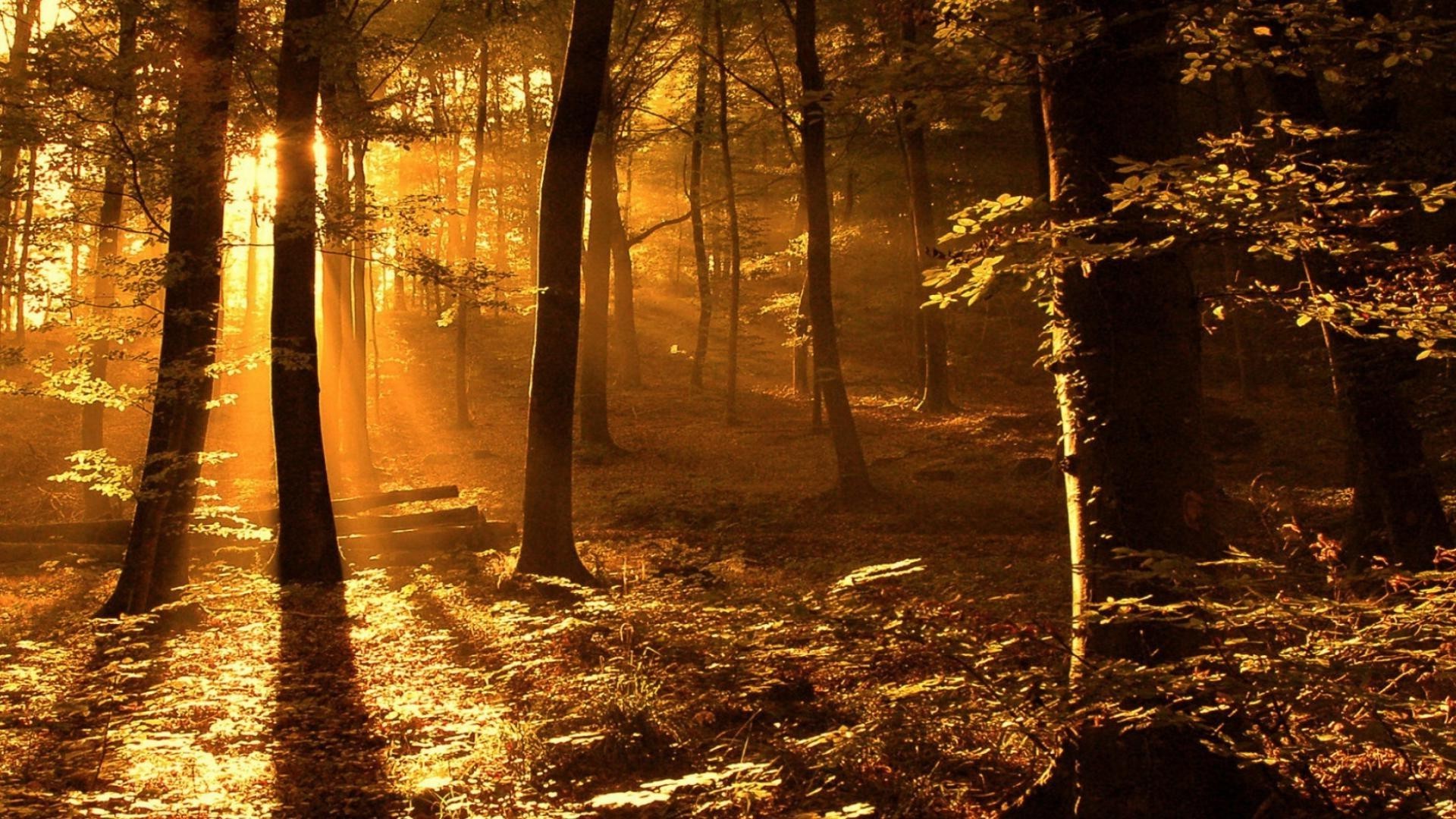 Лучи солнца в осеннем лесу загрузить