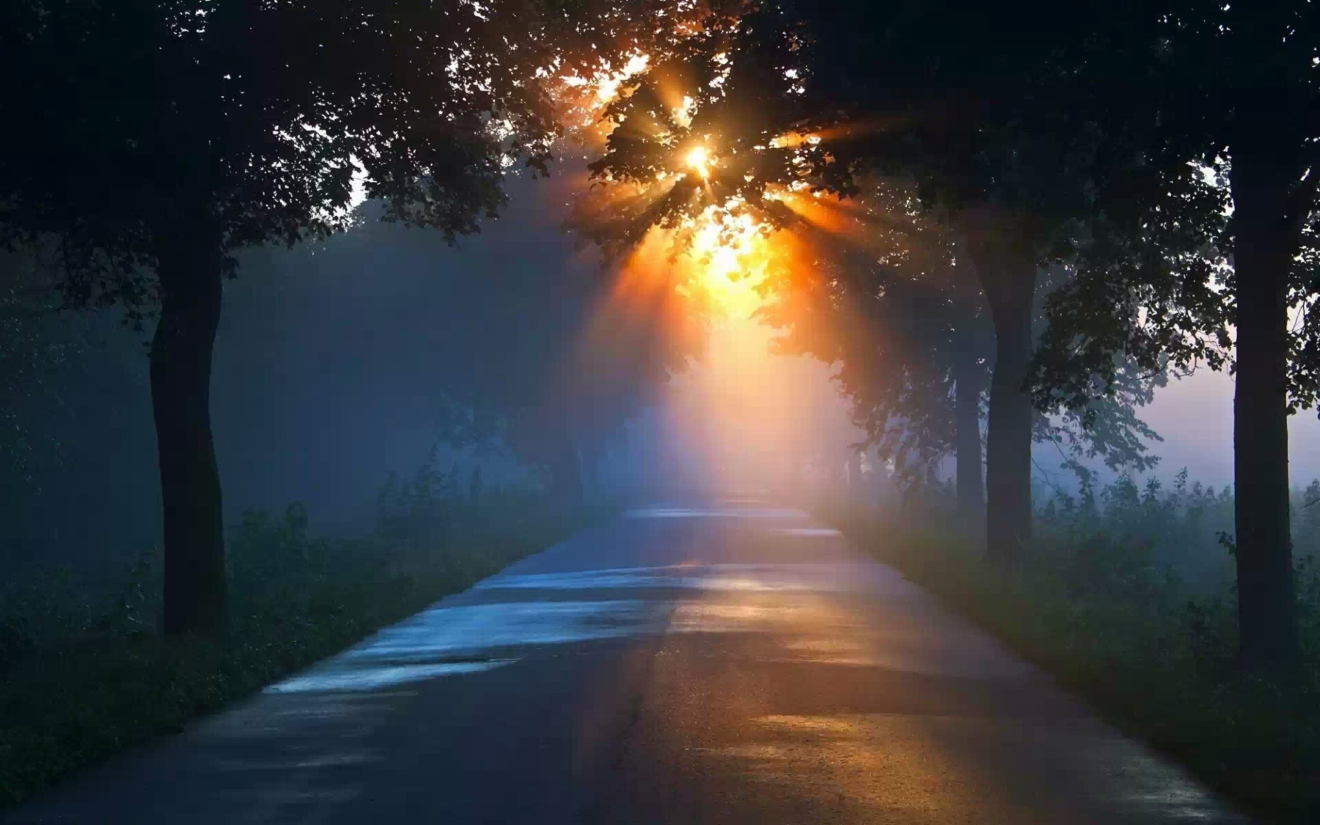 the sunset and sunrise road dawn landscape light sun fog tree outdoors nature fair weather guidance wood evening mist sunset