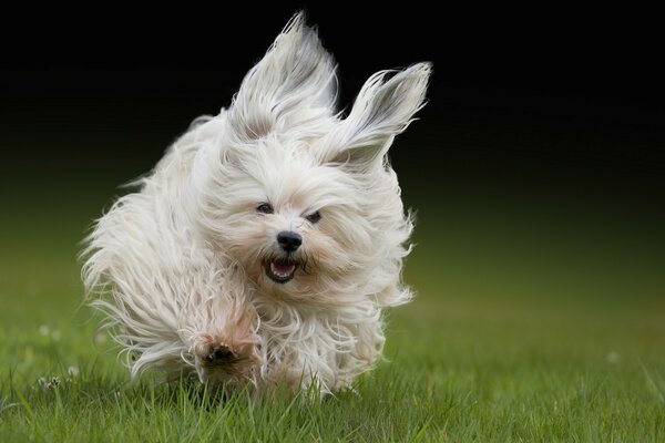 Havana bichon runs on the grass