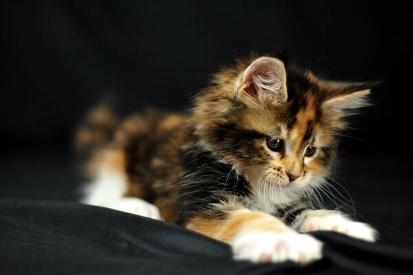 Photo shoot with a kitten