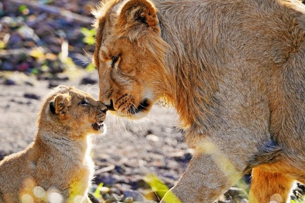 Lioness with her cub