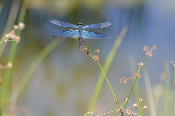 Dragonfly and butterfly at dawn