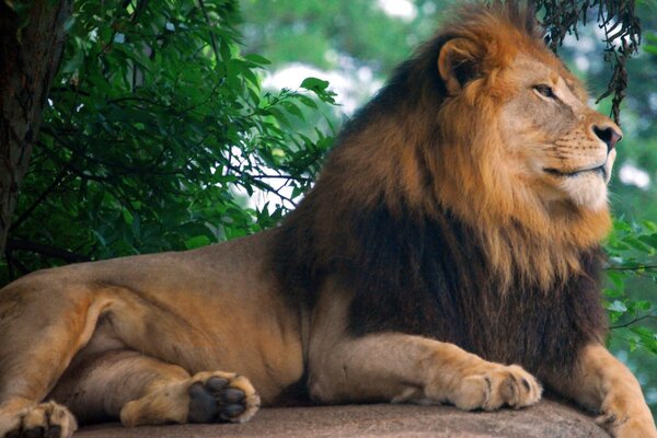 León en la naturaleza en vacaciones