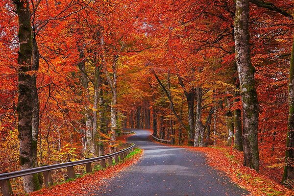 The road is strewn with autumn leaves