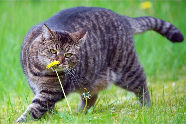 Striped cat sniffs dandelions in a clearing