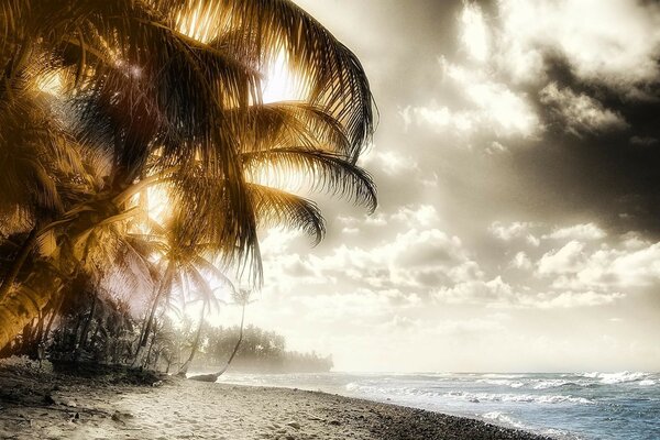 Palmeras en la playa junto al océano con olas