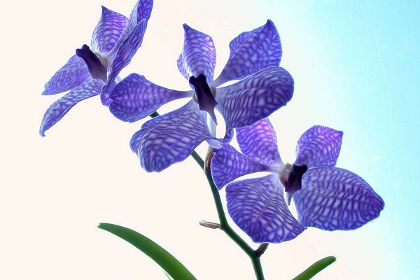 Orquídea azul brilhante, natureza em flor