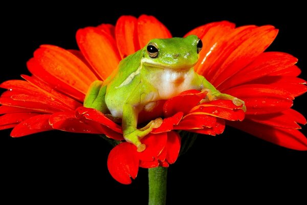 Rana en una flor roja