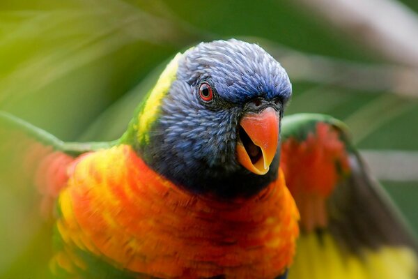 Ein mehrfarbiger Vogel schaut in den Rahmen