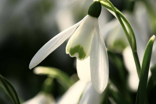 I primi fiori primaverili sbocciarono