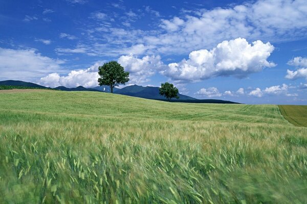 Weiden und Wiesen bei regionalem Wetter