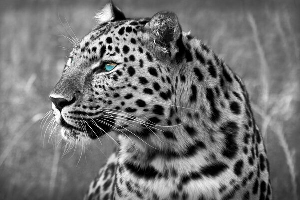 Imagen de leopardo en blanco y negro