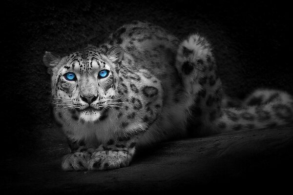 Lindo leopardo branco interessado com olhos azuis jarii