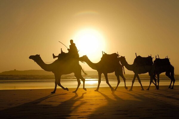 Deserto com camelos no protetor de tela