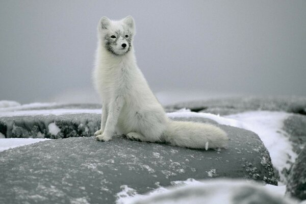 Frostiger kalter Winterfuchs