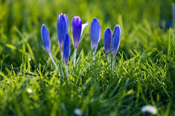 Beautiful flowers are found in the hayfield