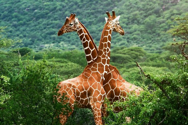 Due giraffe in natura