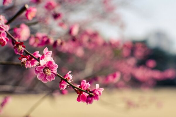 Fiori di ciliegio in primavera