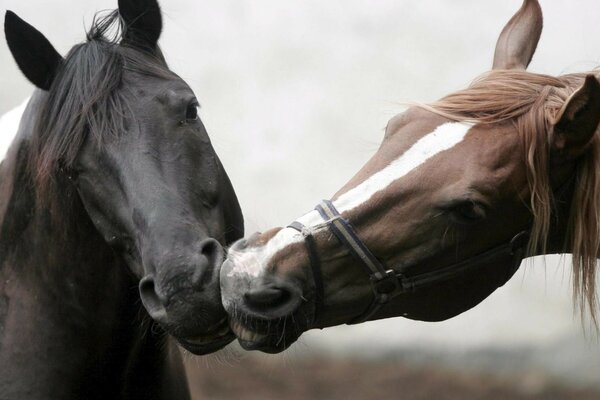 Two horses are flirting with each other