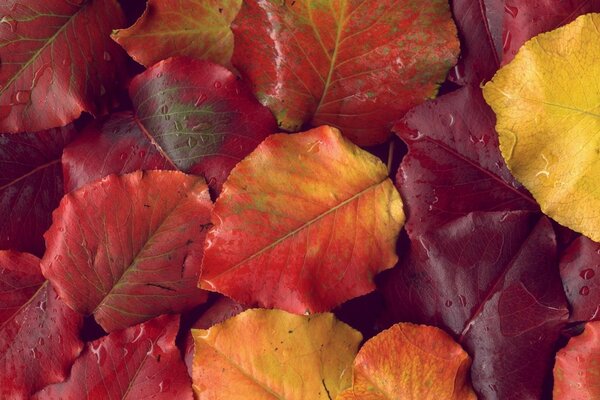 Photos of textures, autumn and leaves for computers!