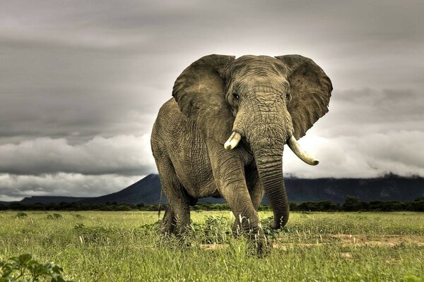 An old elephant walks through a clearing