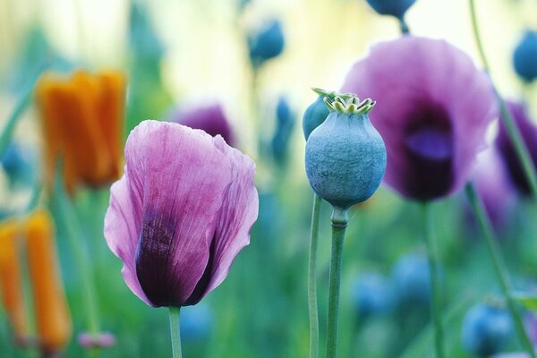 Sommerblumen auf dem Desktop