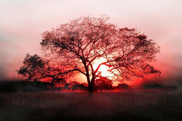 Ein einsamer, verzweigter Baum in der untergehenden Sonne