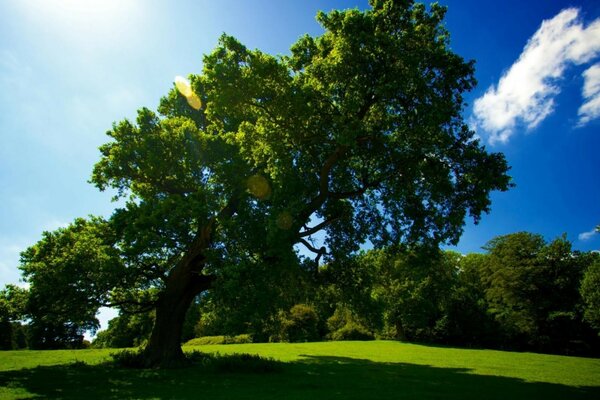 Grüner Baum und blauer Himmel auf einer hellen Sommerlandschaft