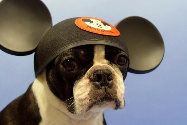 Cute dog in a mikimaus hat