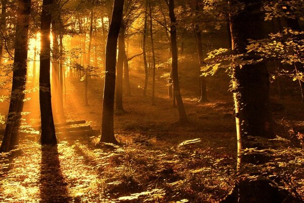 Orange trees and fallen leaves in autumn at sunset