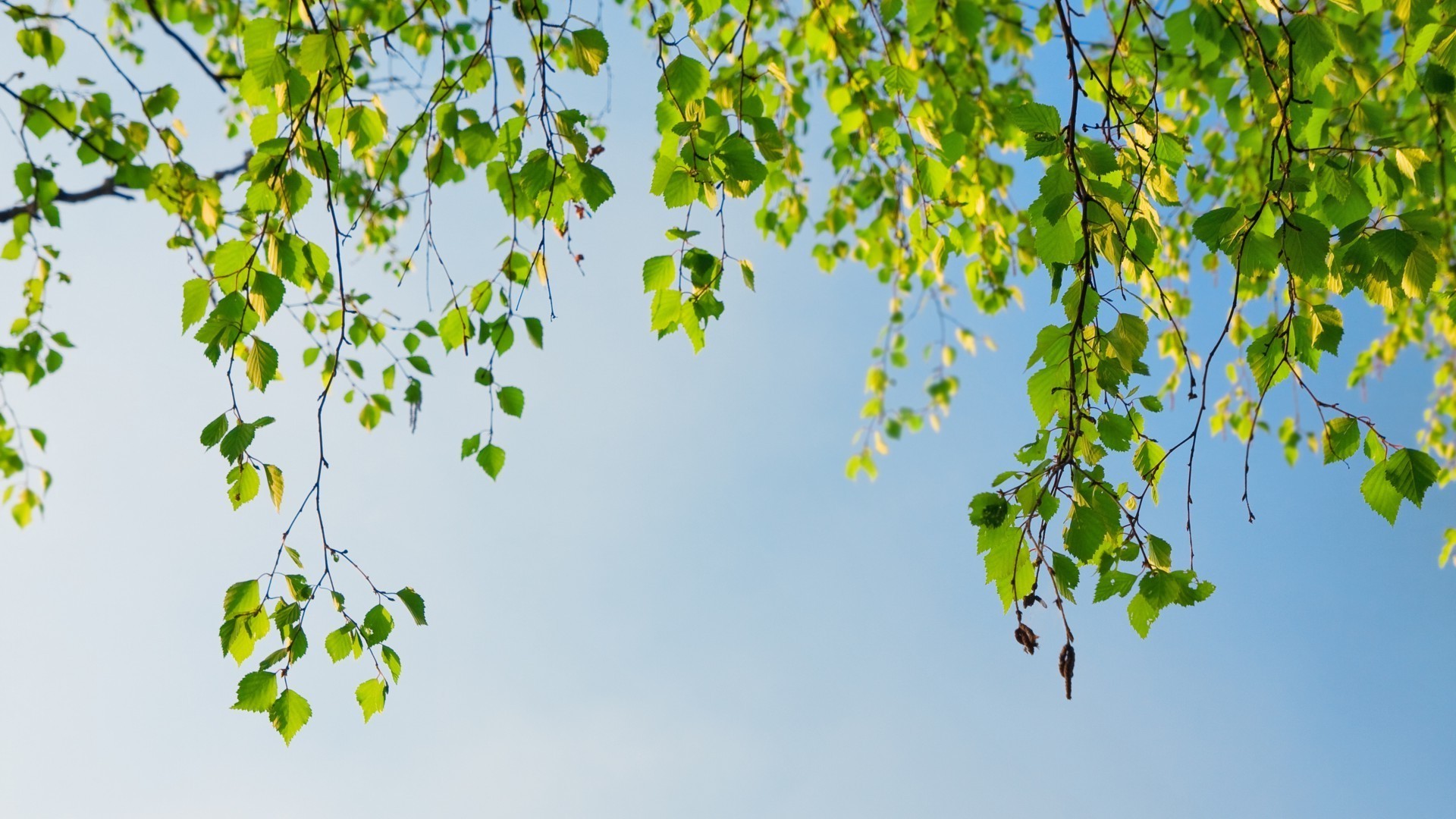 paisaje hoja naturaleza rama crecimiento árbol flora exuberante verano buen tiempo ecología madera brillante medio ambiente escritorio sol al aire libre otoño jardín temporada