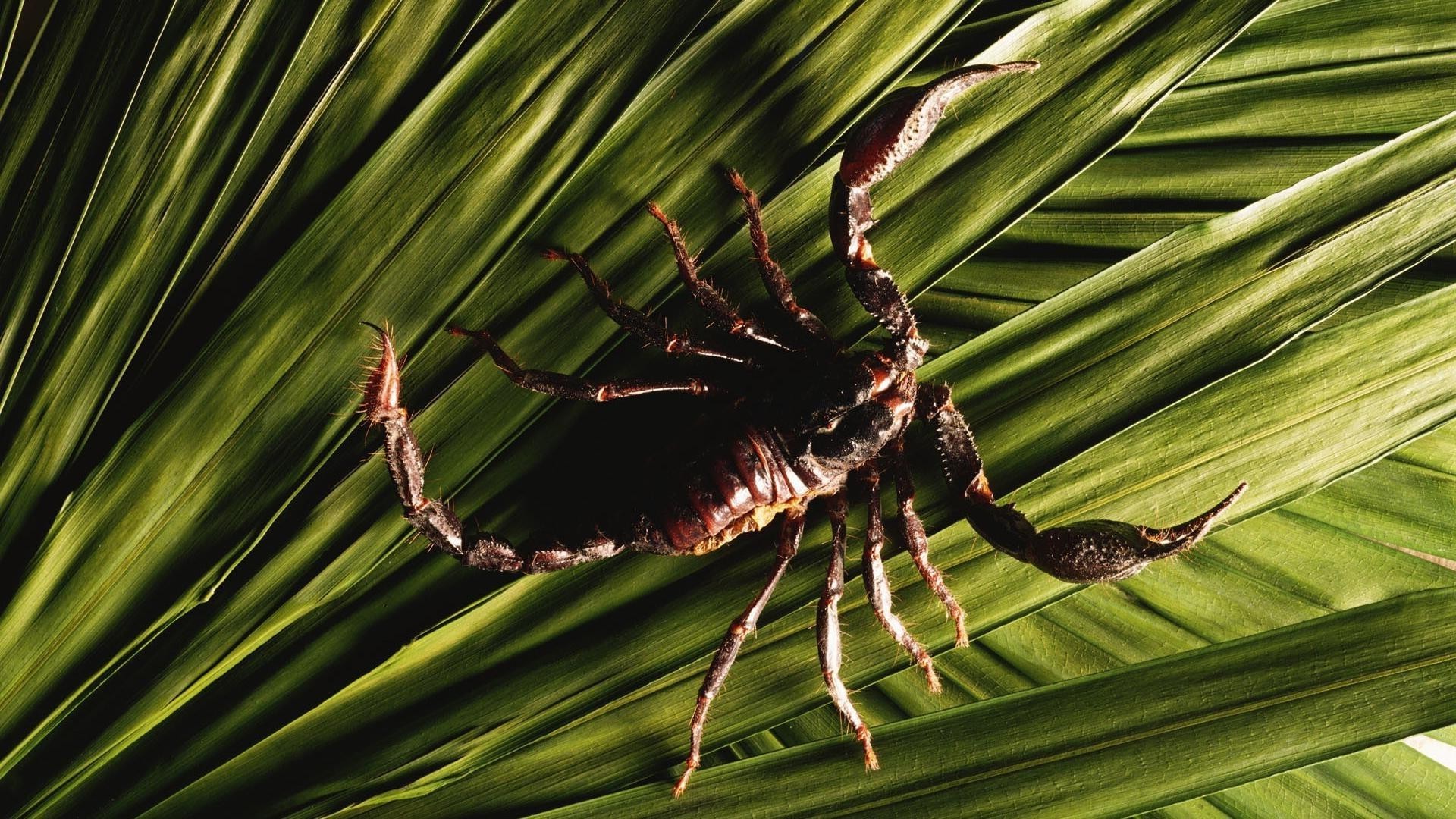 animais folha natureza ao ar livre flora árvore jardim verão