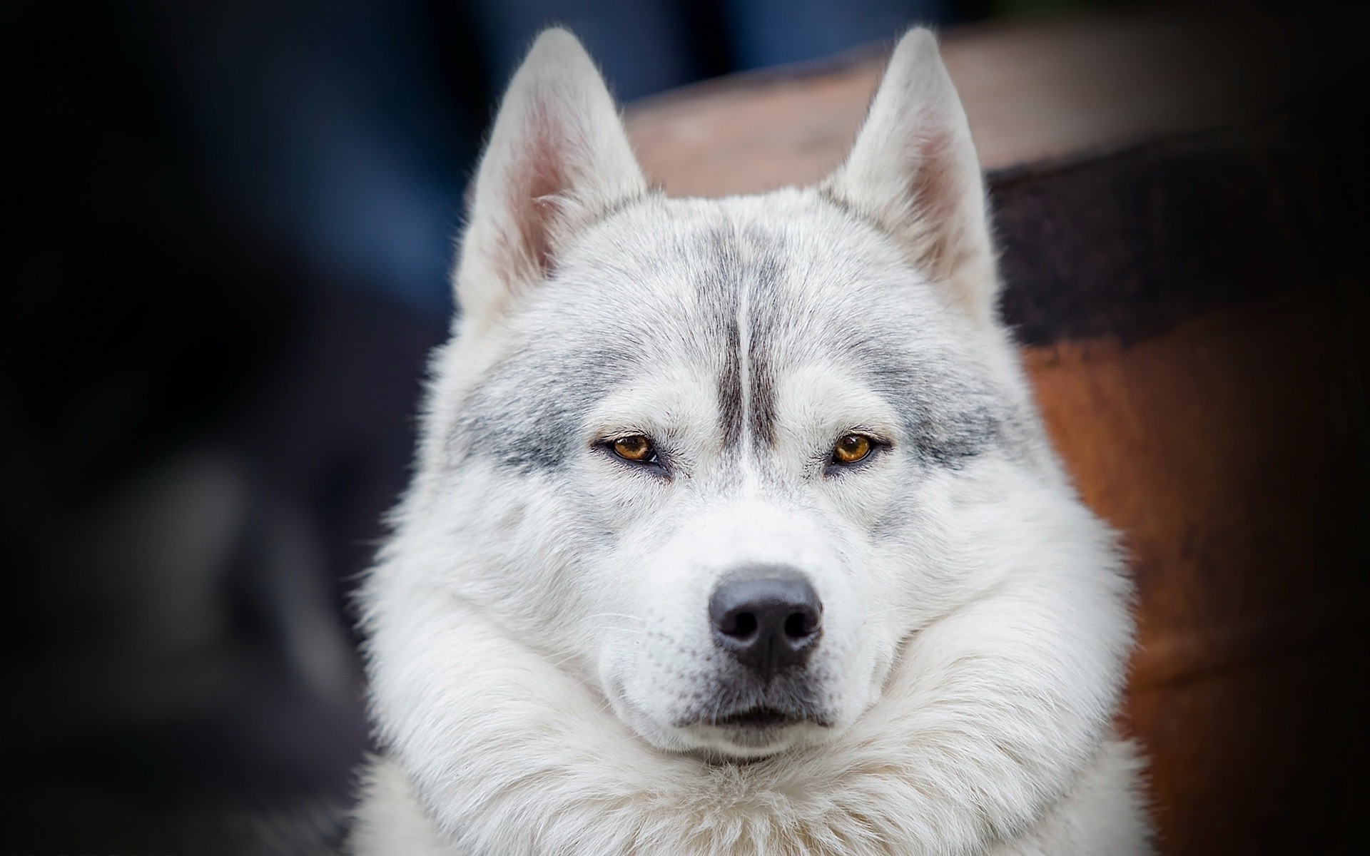 perros perro mamífero perro retrato lindo lobo ojo animal mascota