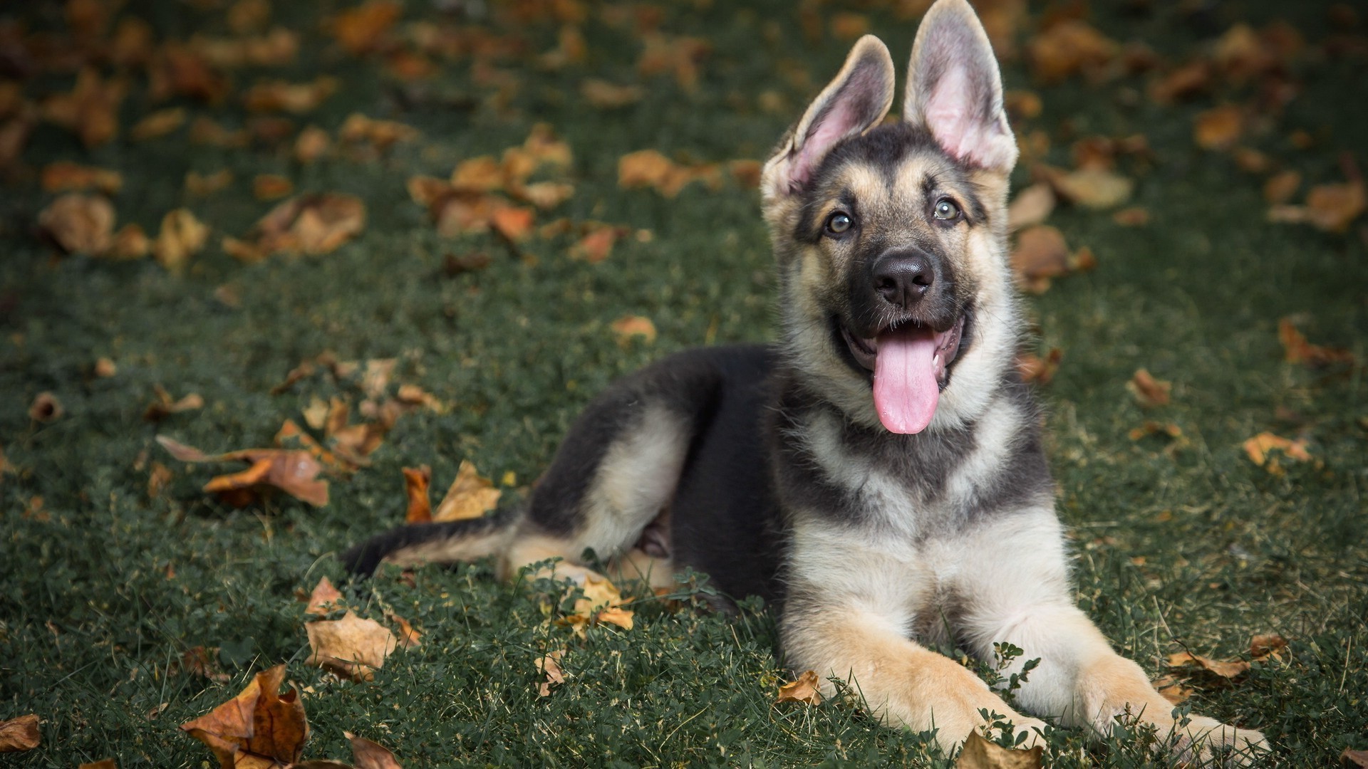 perros perro lindo mamífero mascota perro animal retrato cachorro hierba joven solo pequeño ver naturaleza