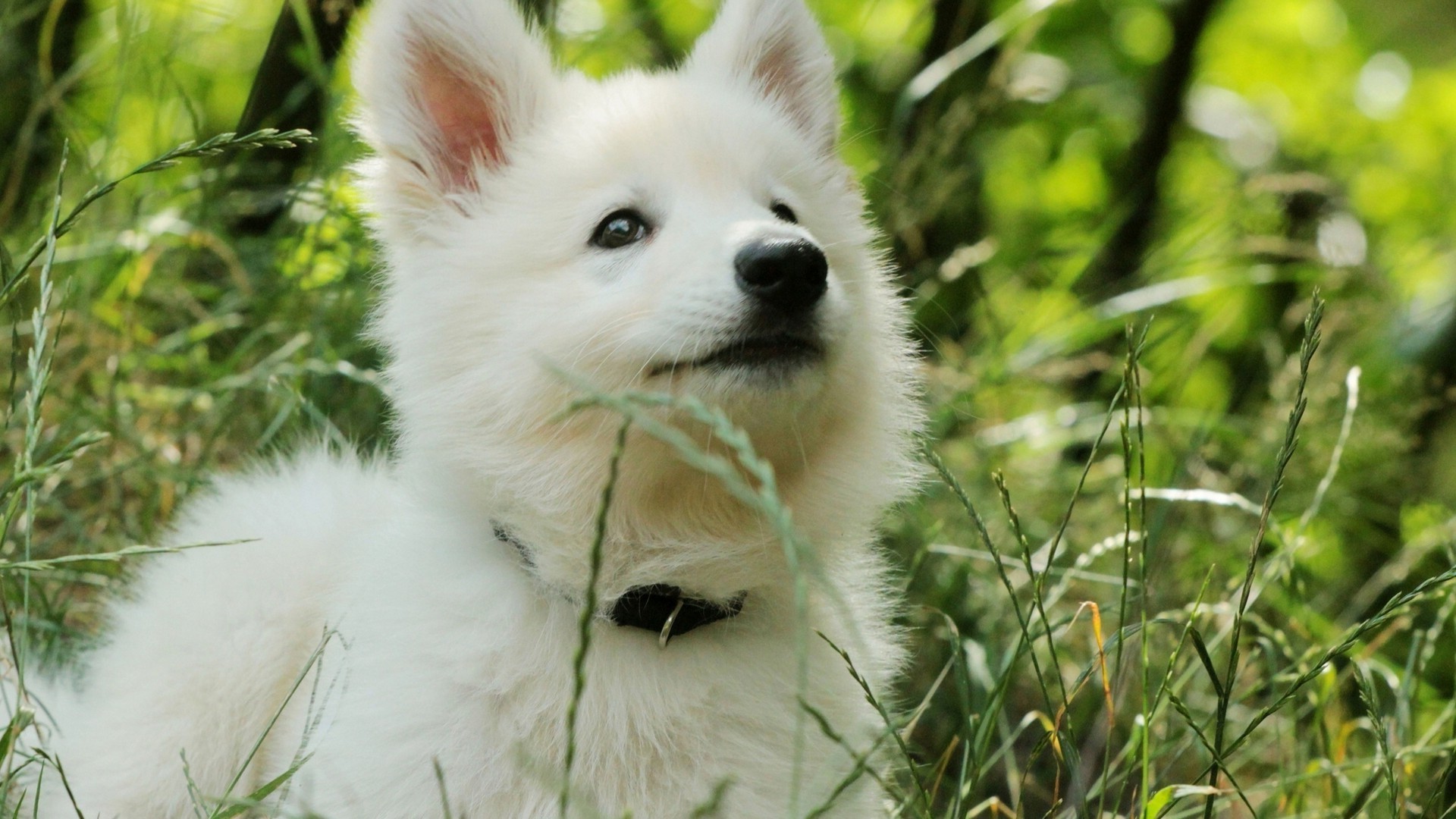 köpekler köpek sevimli doğa hayvan çimen portre memeli köpek eğitmeni kürk evde beslenen hayvan göz tüylü küçük tarama