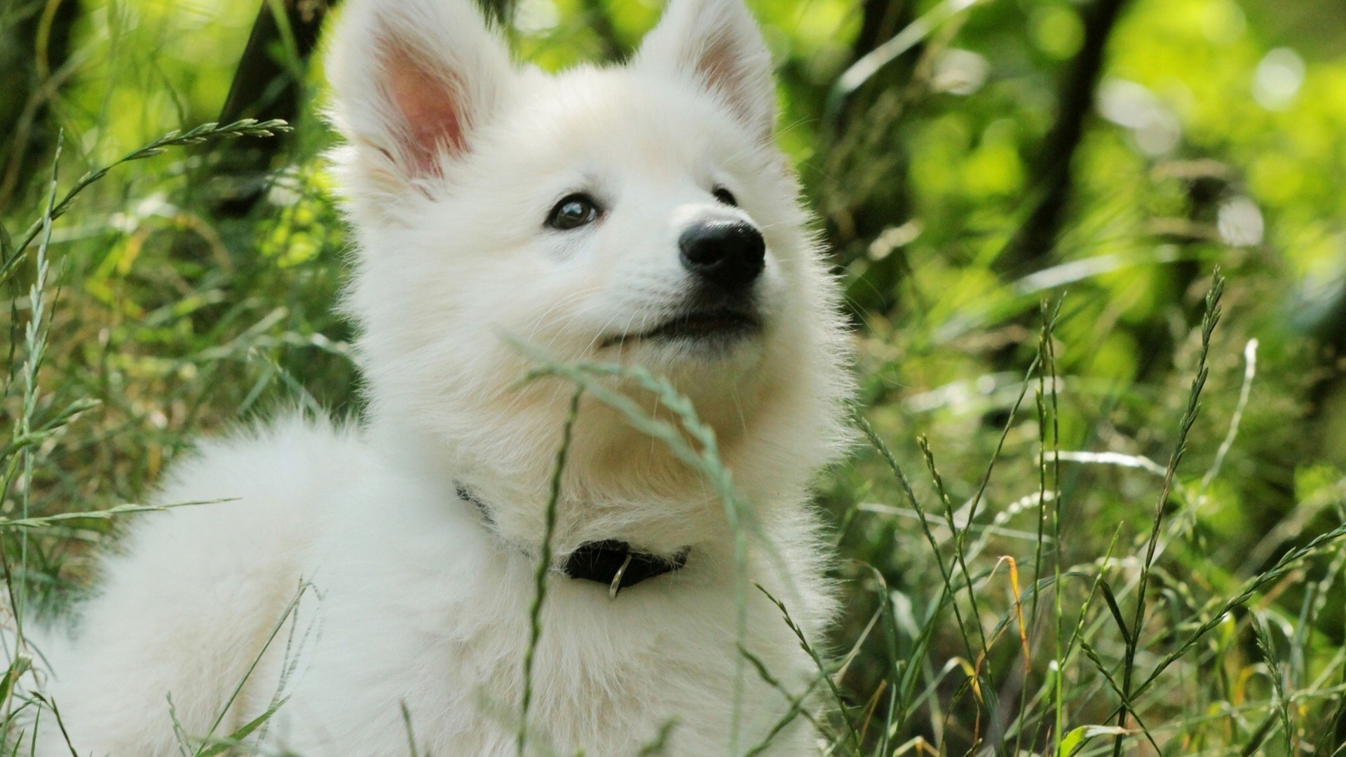 собаки собака милые природа животное трава портрет млекопитающее кинолог мех пэт глаз пуховый мало просмотр