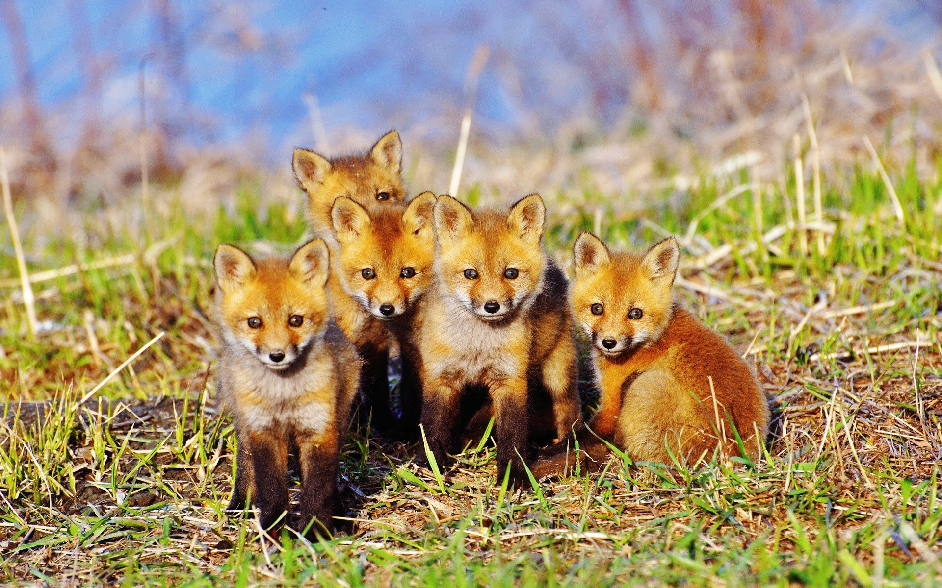 fox mammal wildlife animal nature grass cute wild