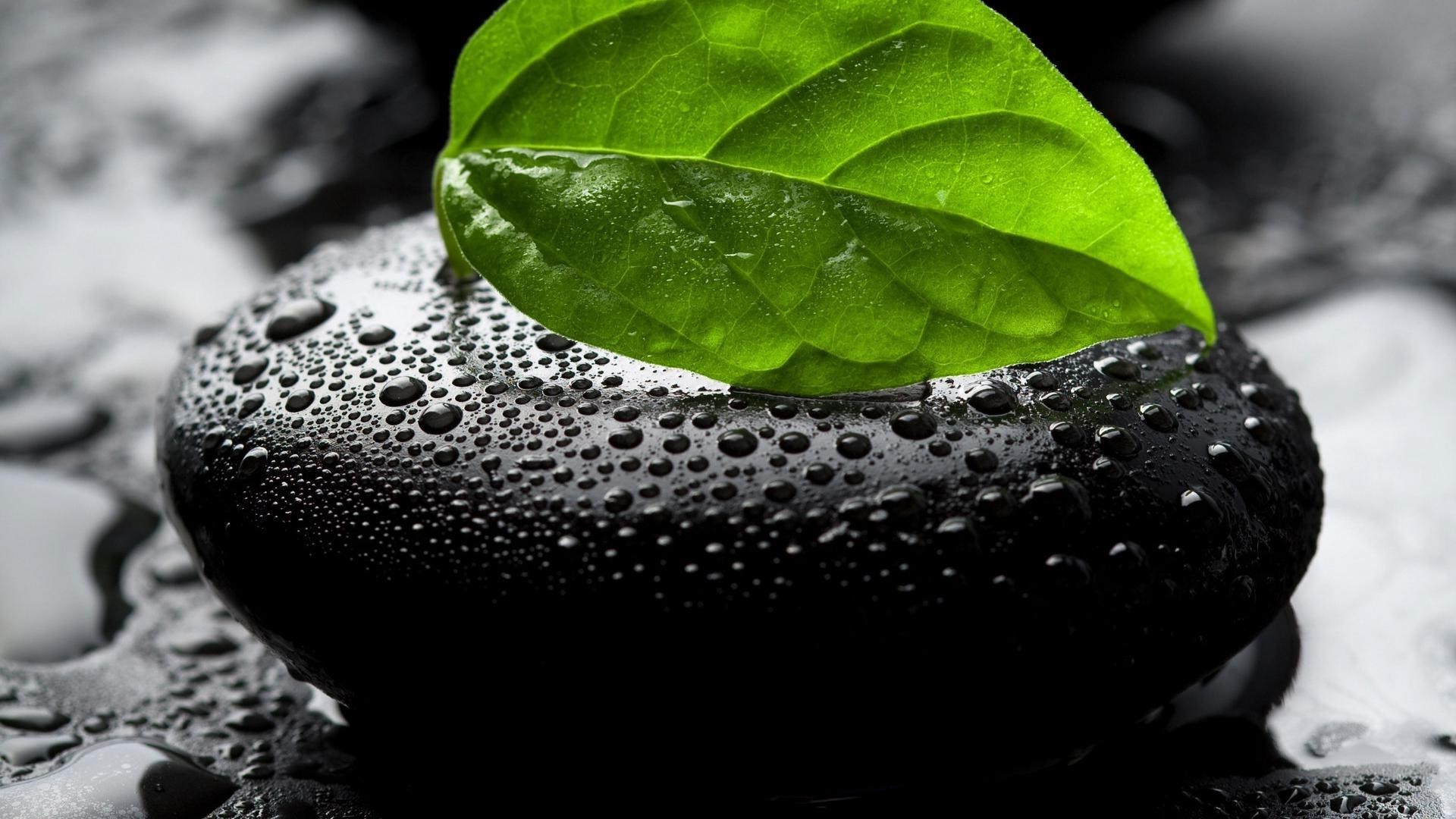 gotas e água folha natureza zen flora saúde comida meditação