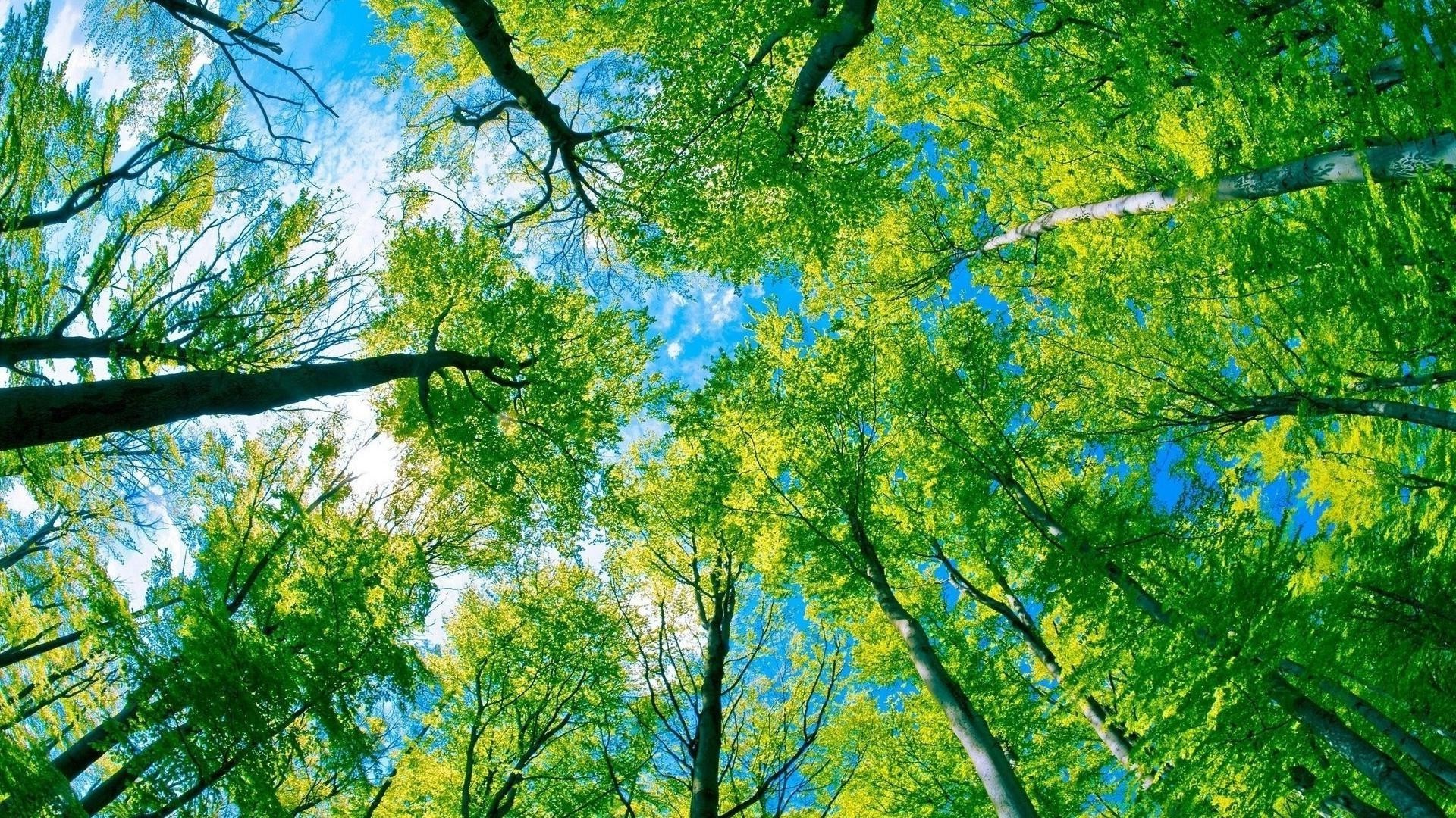 夏季 树木 自然 木材 叶子 树枝 季节 植物群 景观 环境 公园 明亮 生长 场景 好天气 郁郁葱葱 黎明 太阳 树干