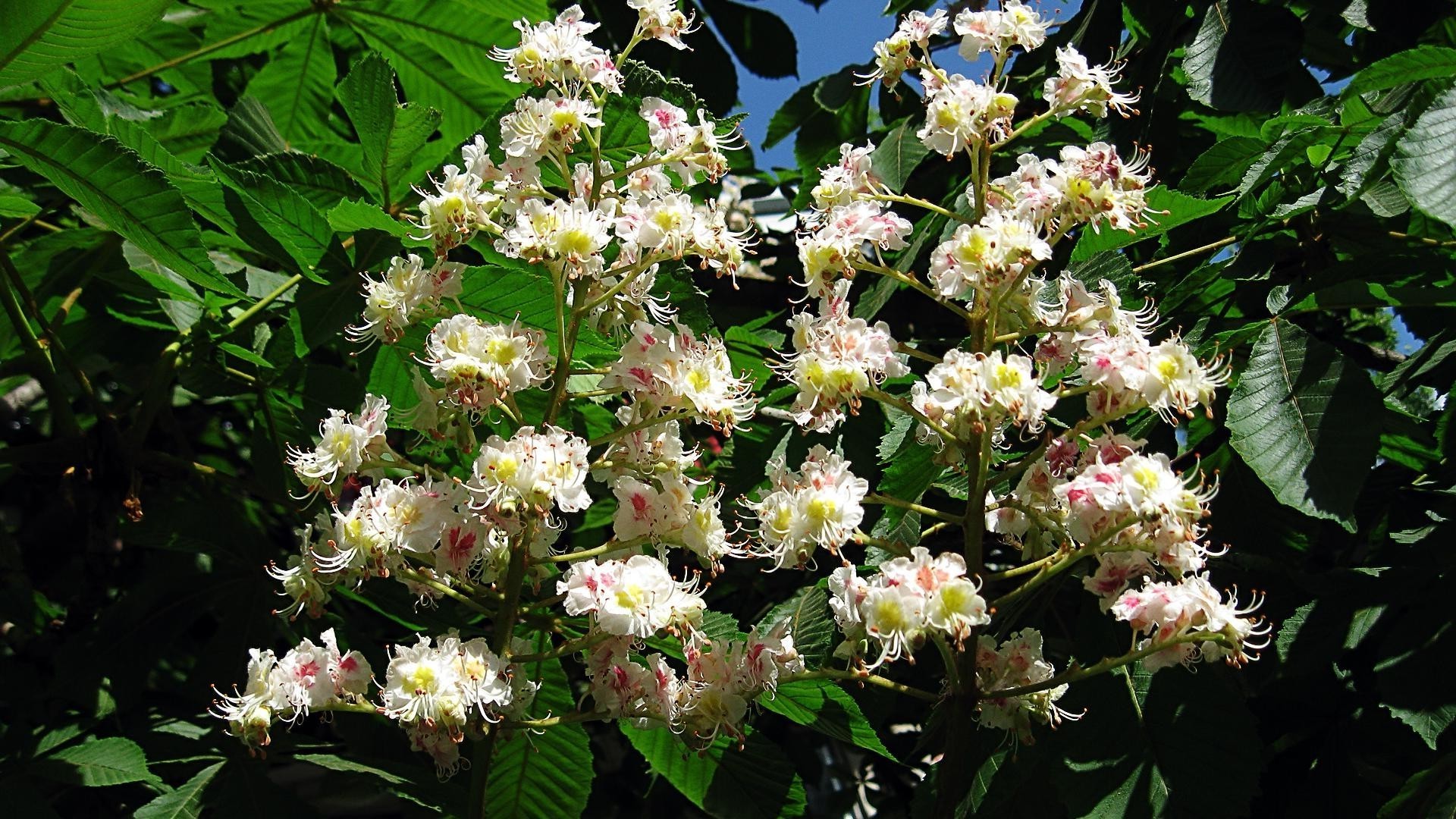 flowers flower nature flora blooming garden floral petal leaf summer growth outdoors color season close-up shrub botanical wild bouquet rose