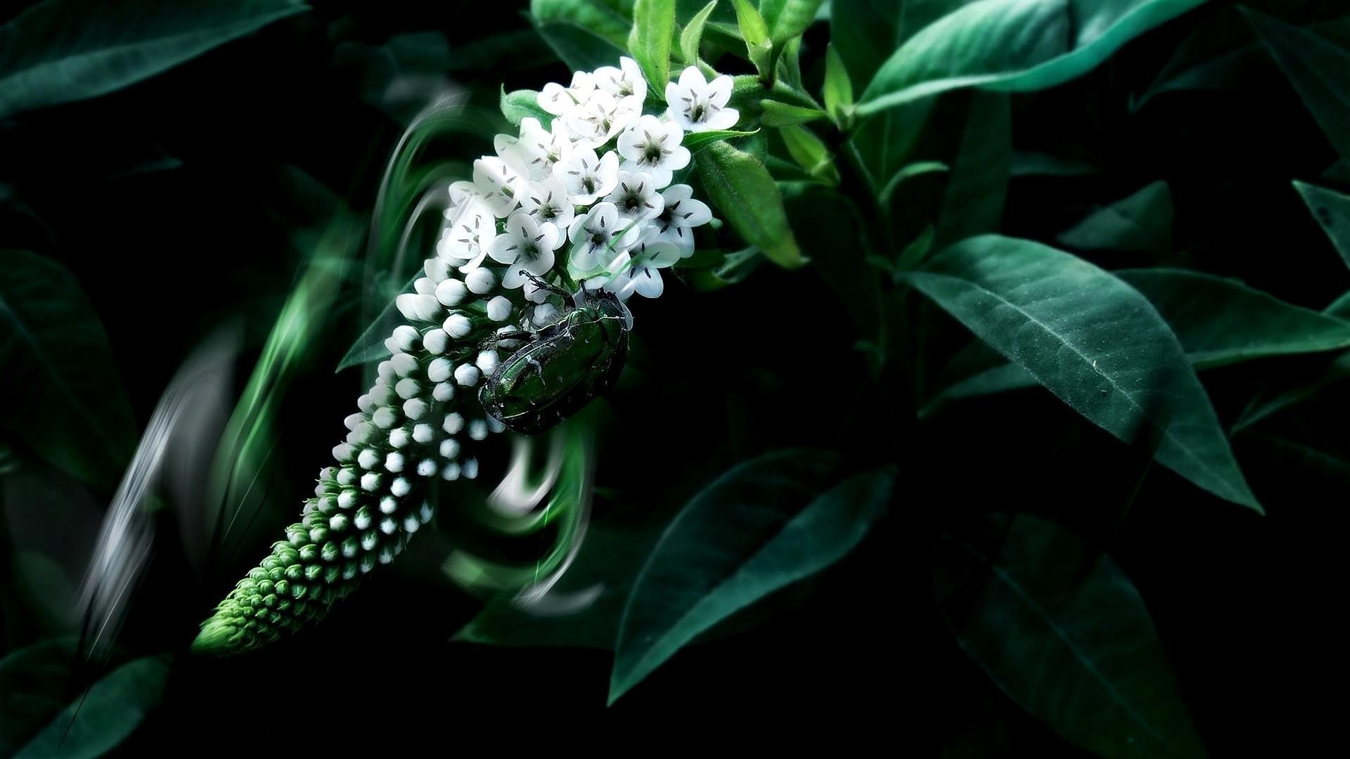 çiçekler çiçek doğa flora yaprak renk bahçe dekorasyon ağaç çiçek çiçek açan yakın çekim masaüstü güzel