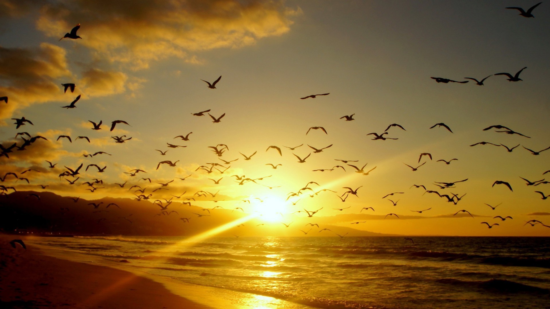 животные закат рассвет солнце вечером птица пляж воды море океан сумрак небо силуэт чайки гусь подсветкой природа пейзаж отражение озеро