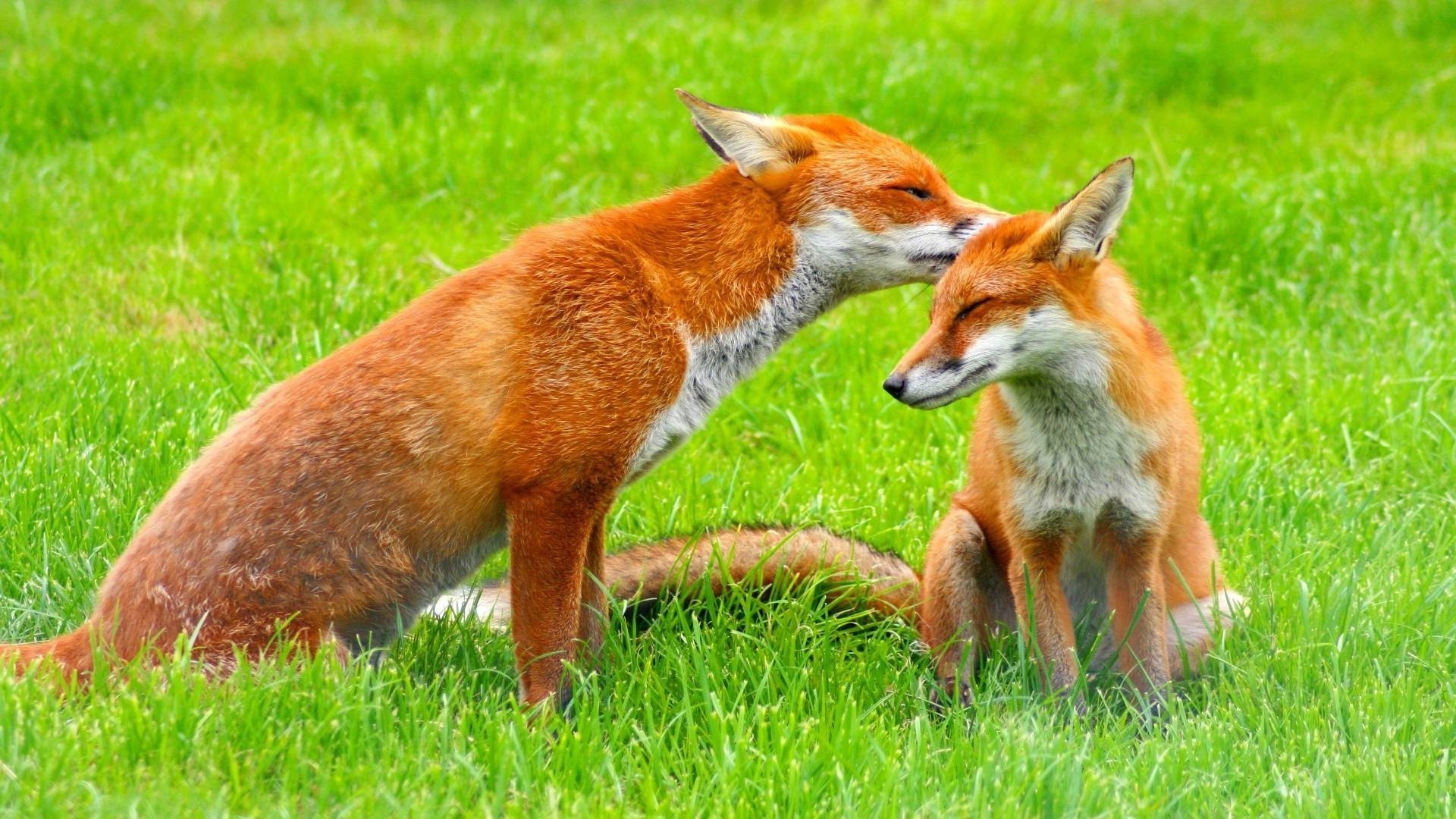 fox mammal grass animal cute nature fur wildlife hayfield wild little baby field young