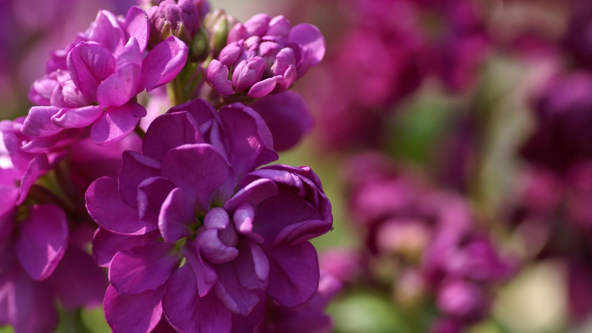 kwiaty natura kwiat flora ogród lato kwiatowy liść płatek kolor bluming jasny piękny bukiet wzrost violet sezon zbliżenie